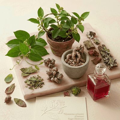 Gymnema Sylvestre (600mg)