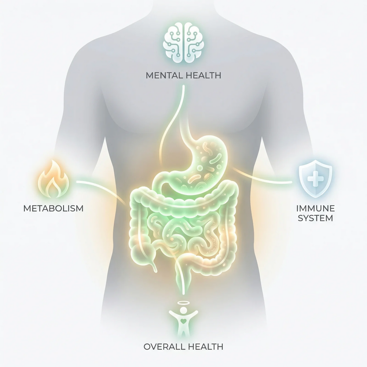 When Your Gut Is Balanced, Your Body Shows It