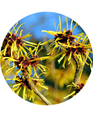 Witch Hazel
